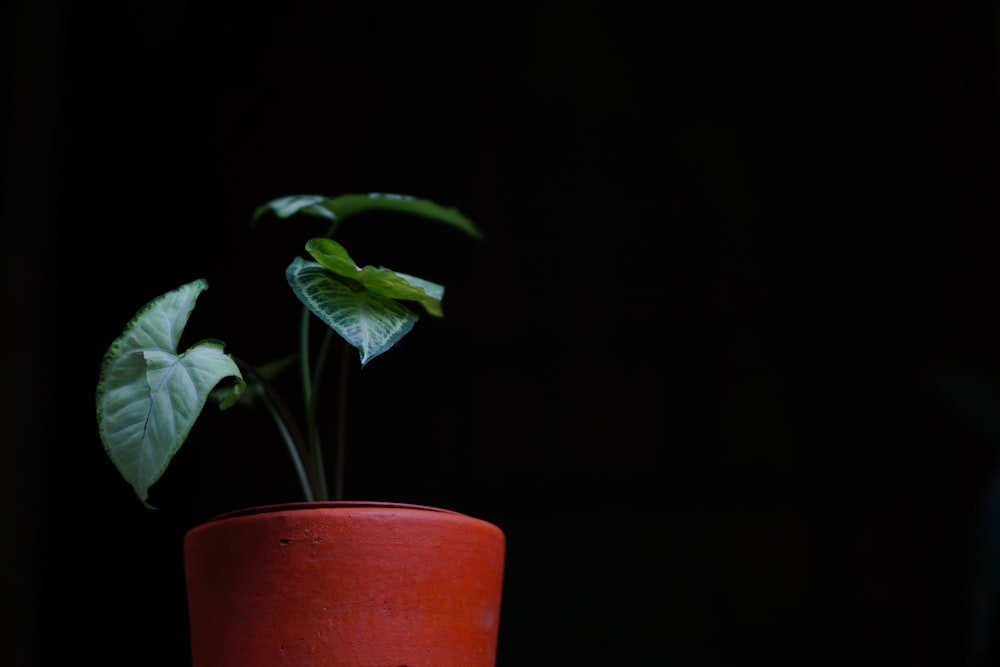 a plant in a red pot on a table