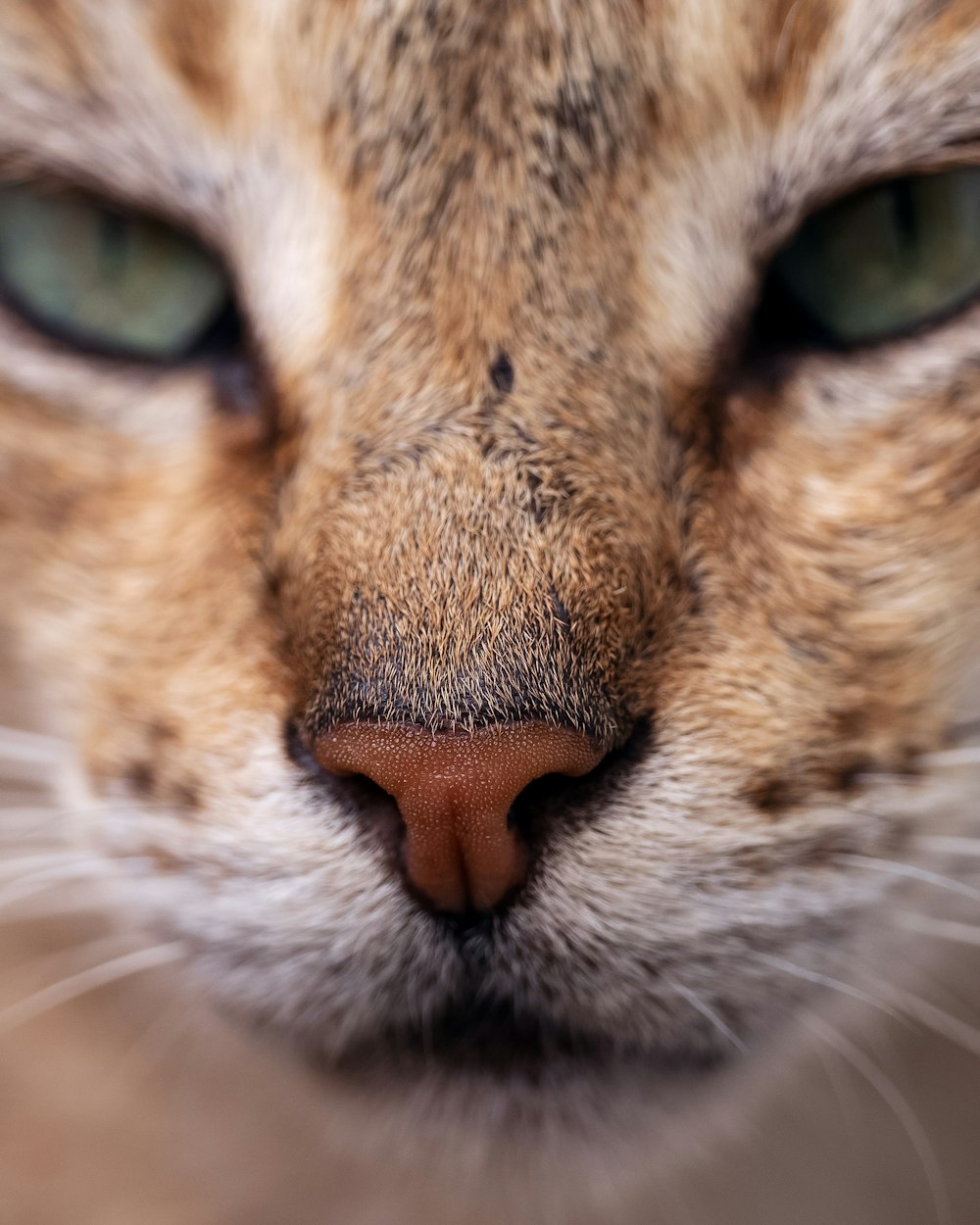 a close up of a cat's face with green eyes