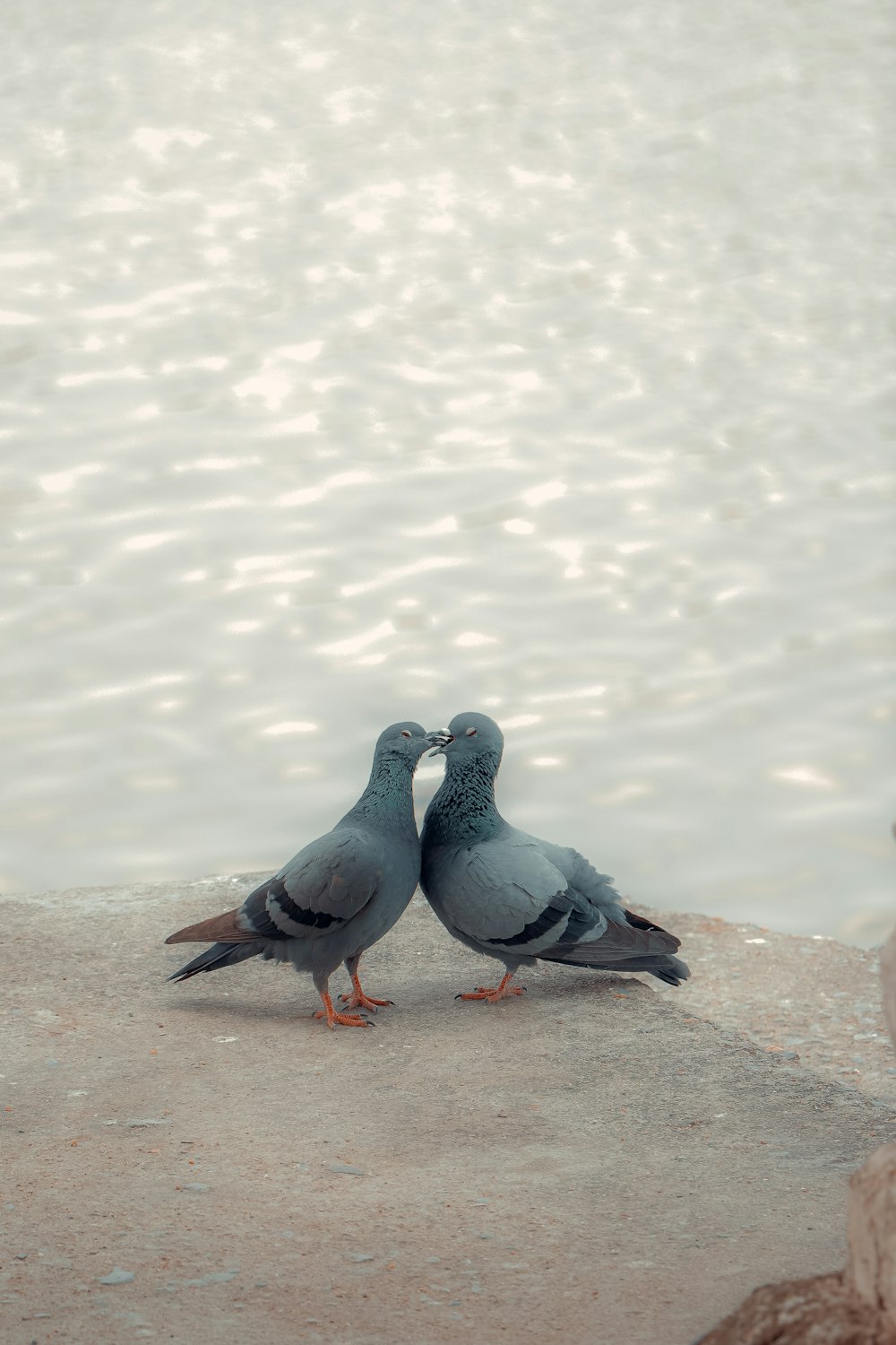 a couple of birds standing next to a body of water