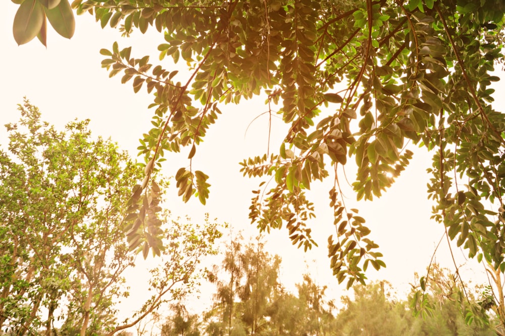 the sun shines through the leaves of a tree