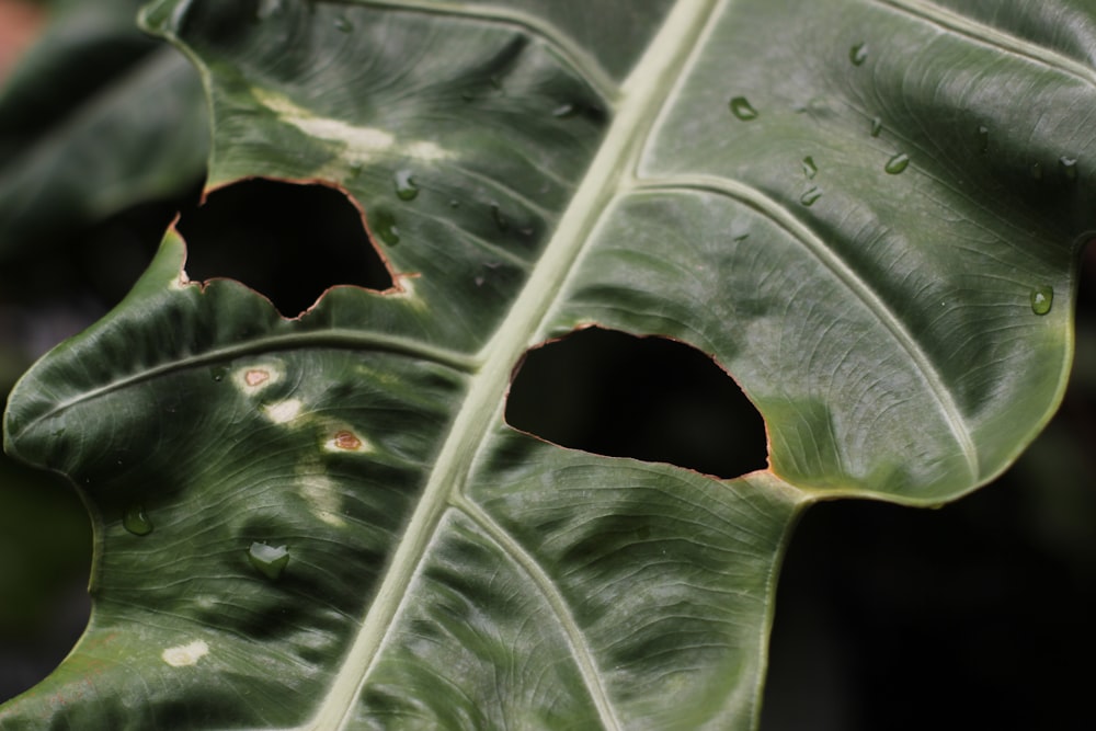 a large green leaf with holes in it