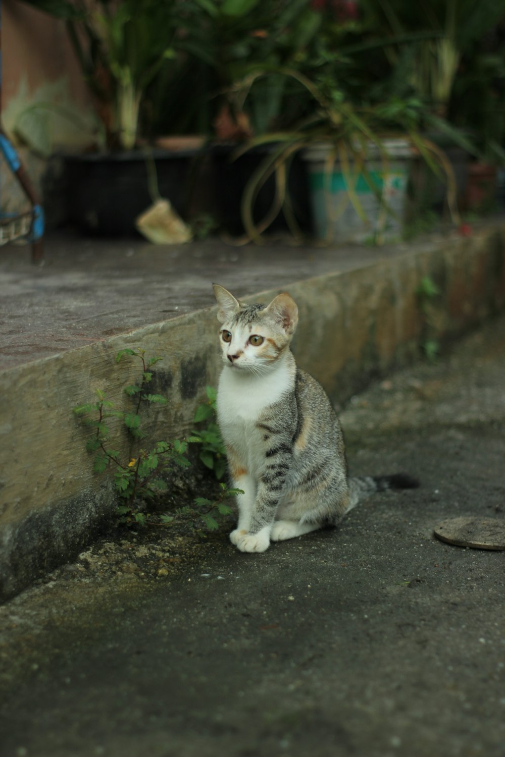 a cat sitting on the ground next to a plant