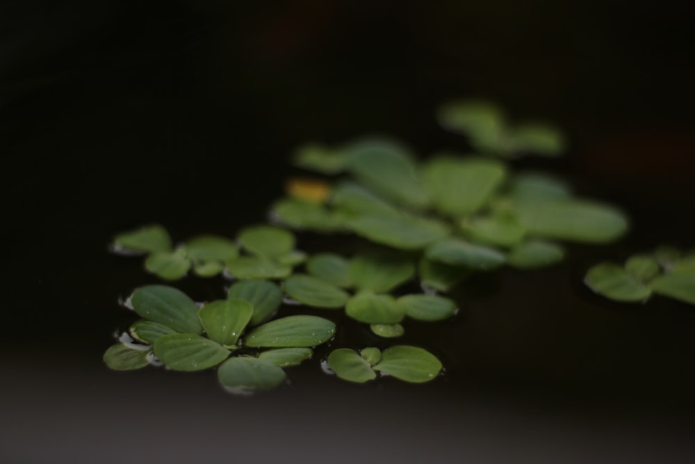 a group of green plants floating on top of water
