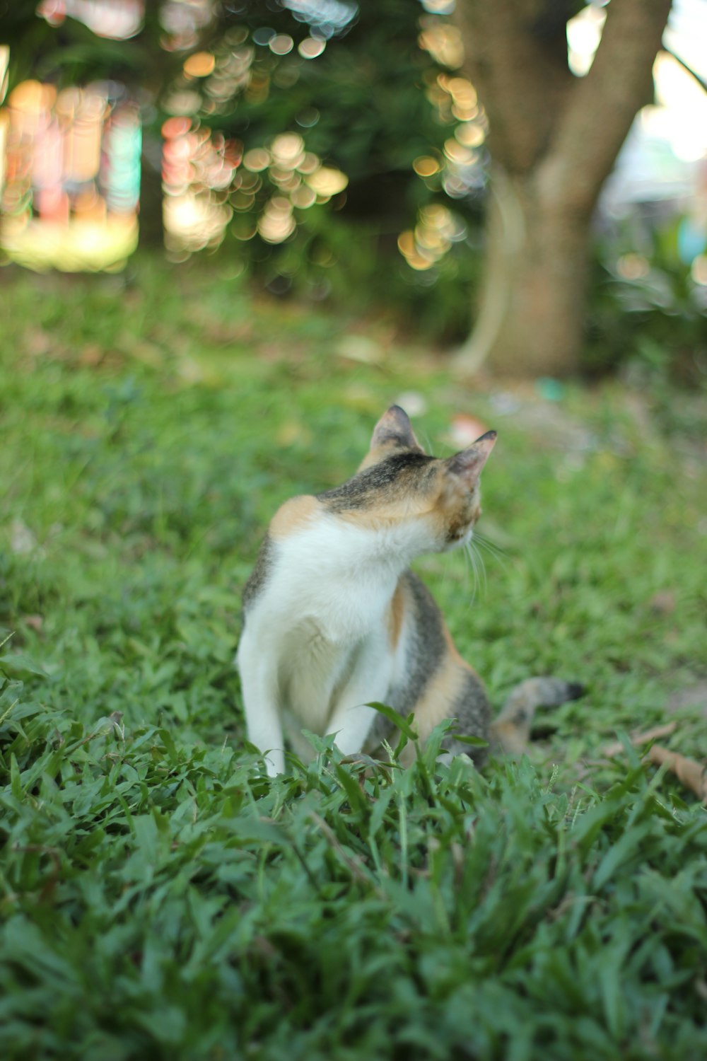 a cat sitting in the grass looking up