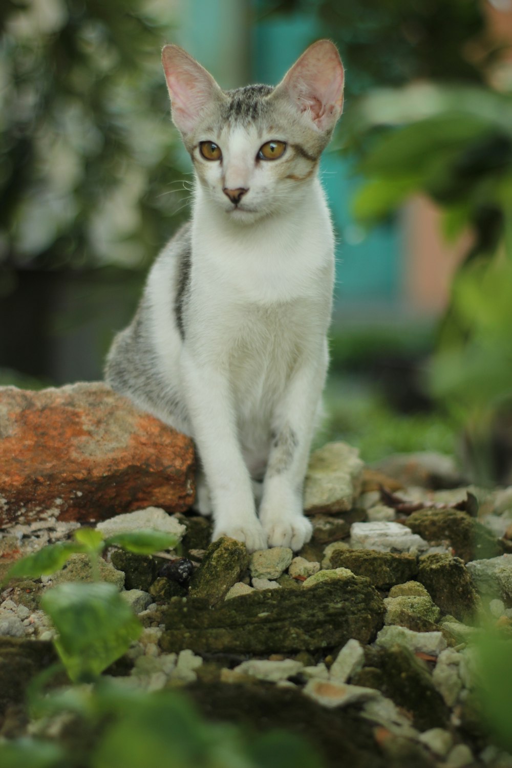 a white and gray cat sitting on a rock