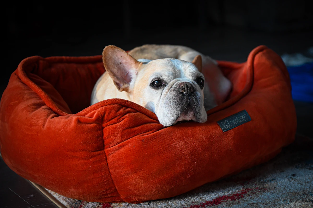 Small dog relaxing happily in a cozy round dog bed