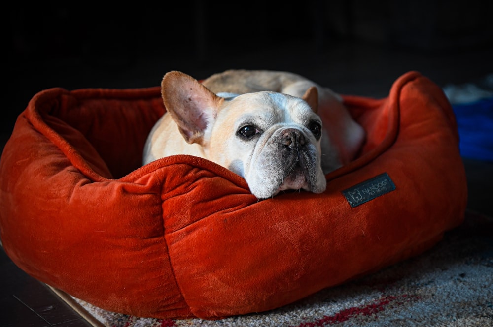 Un perro pequeño acostado en una cama roja para perros