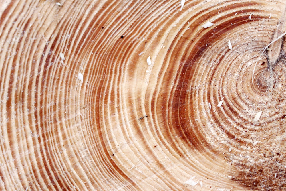 a close up of a tree trunk showing the rings