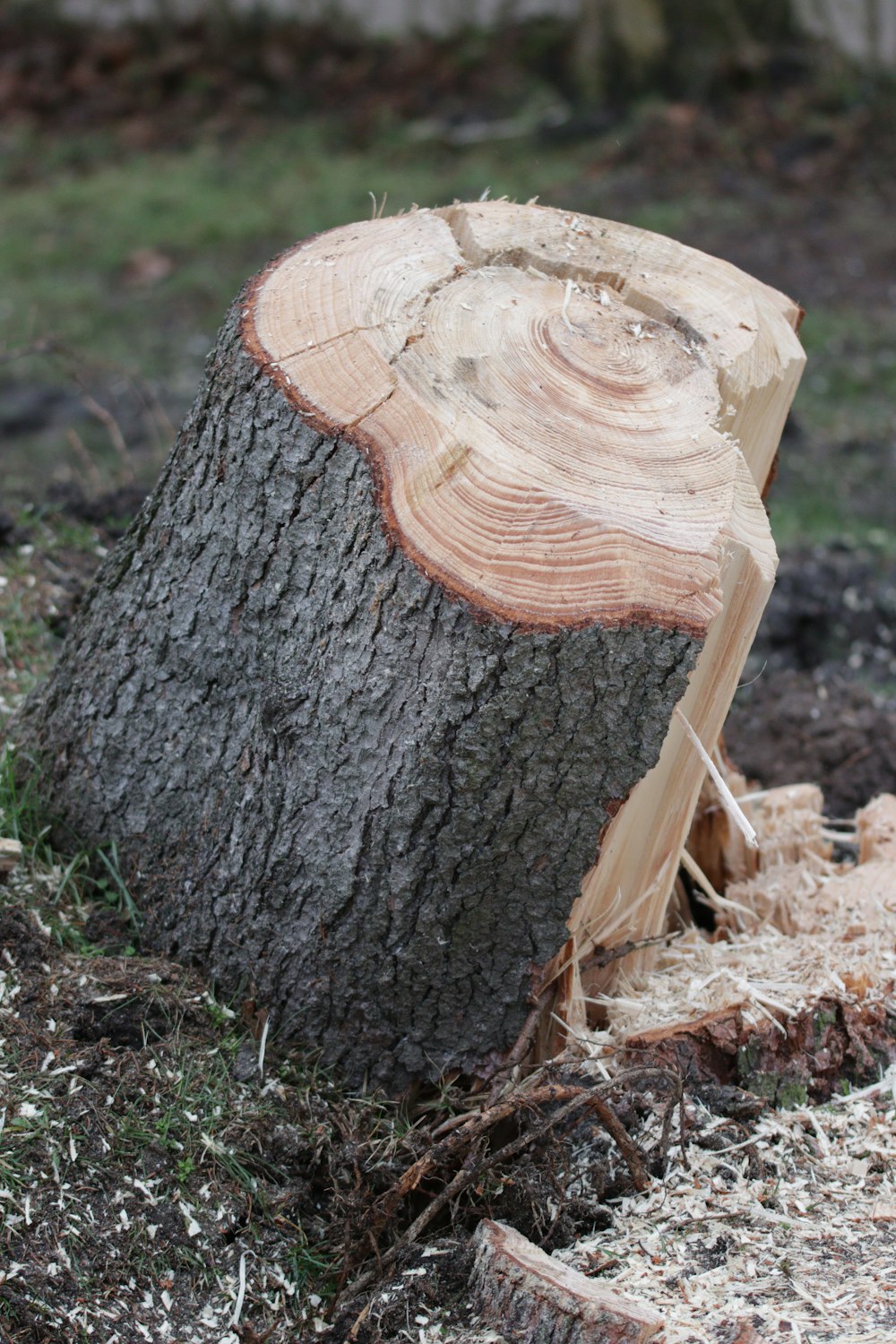 a tree stump that has been cut down