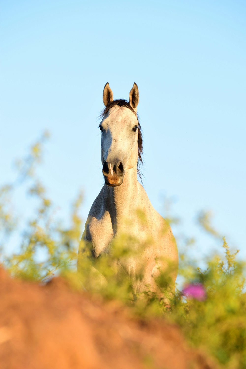 a white horse standing on top of a lush green field