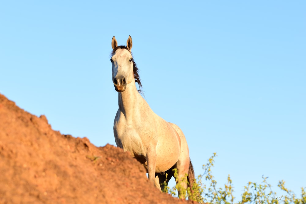 a white horse standing on top of a dirt hill