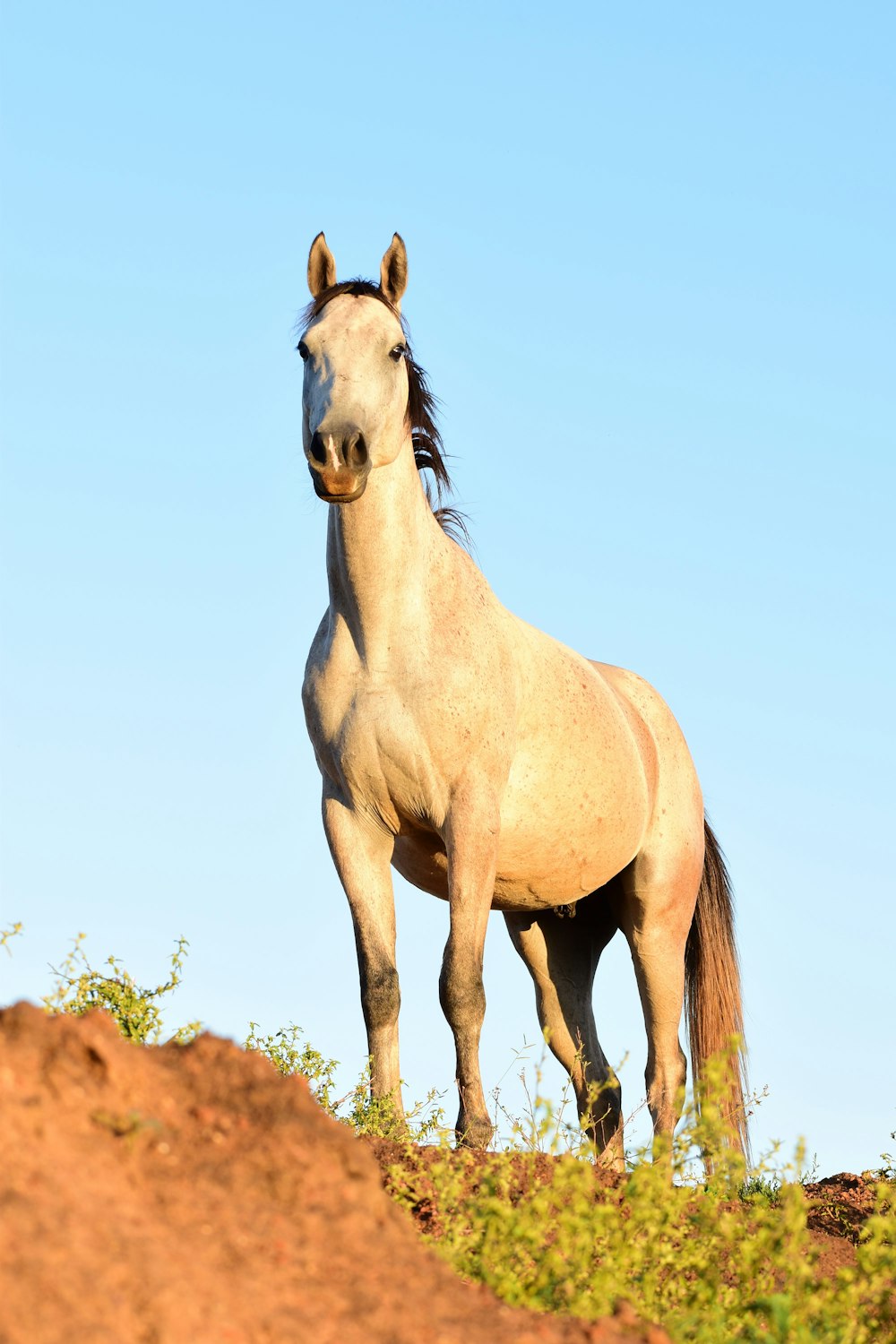 a white horse standing on top of a dirt hill