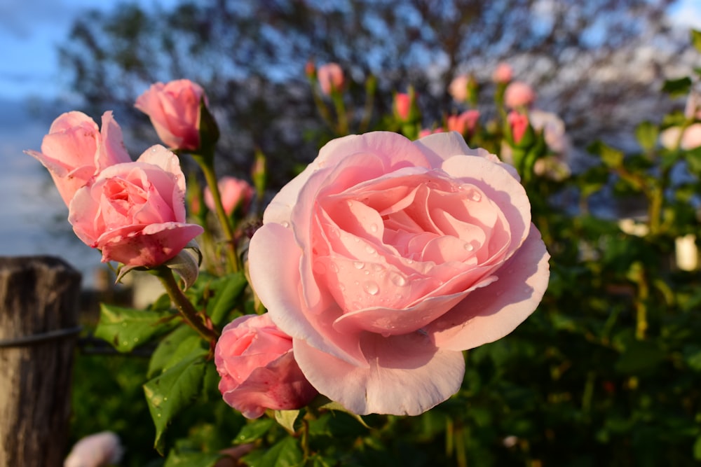 a pink rose with water droplets on it