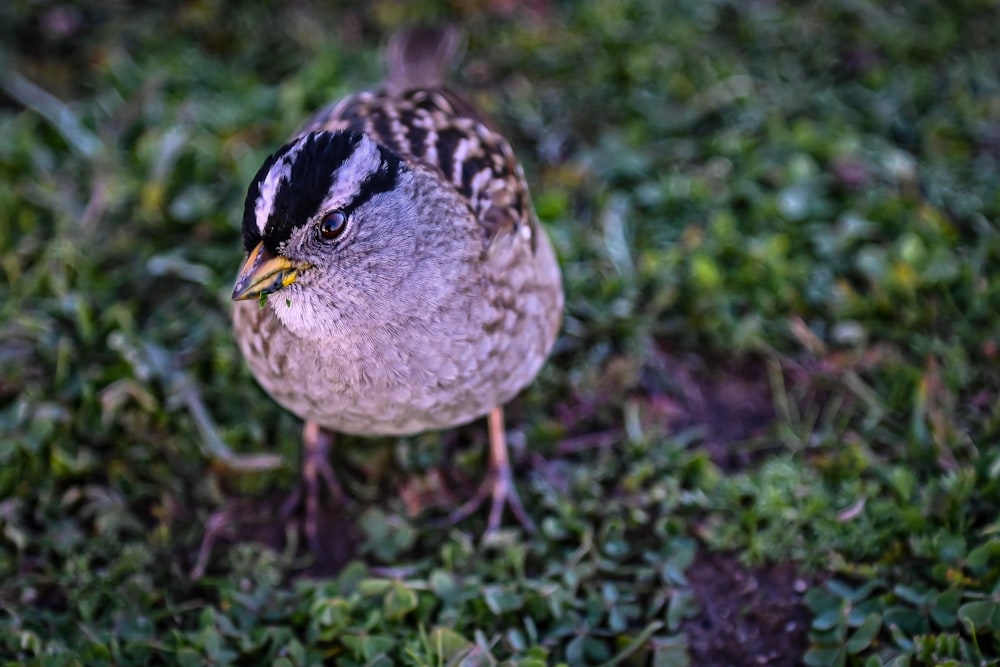 a small bird standing on top of a lush green field