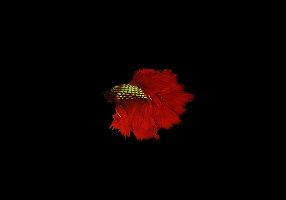 a close up of a red flower on a black background