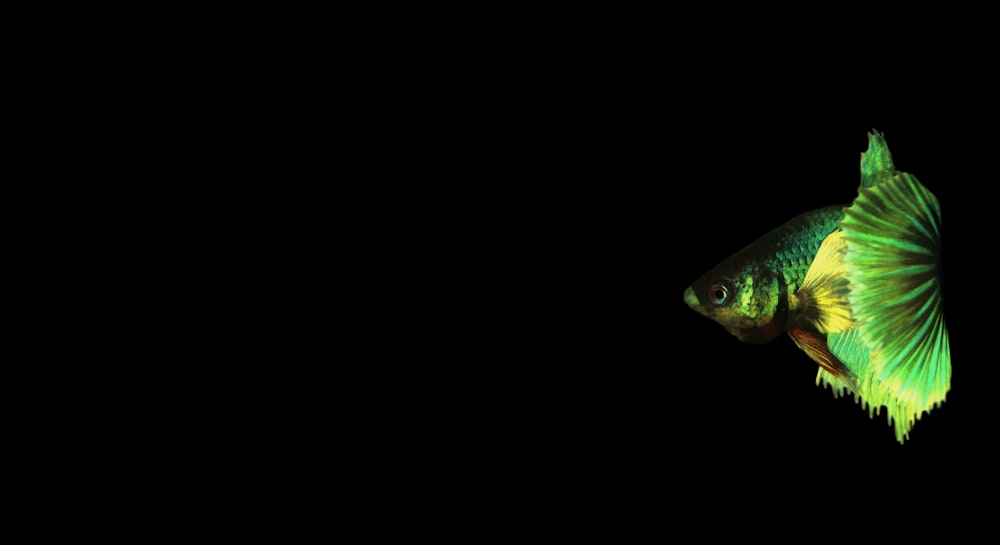 a green and yellow fish in the dark