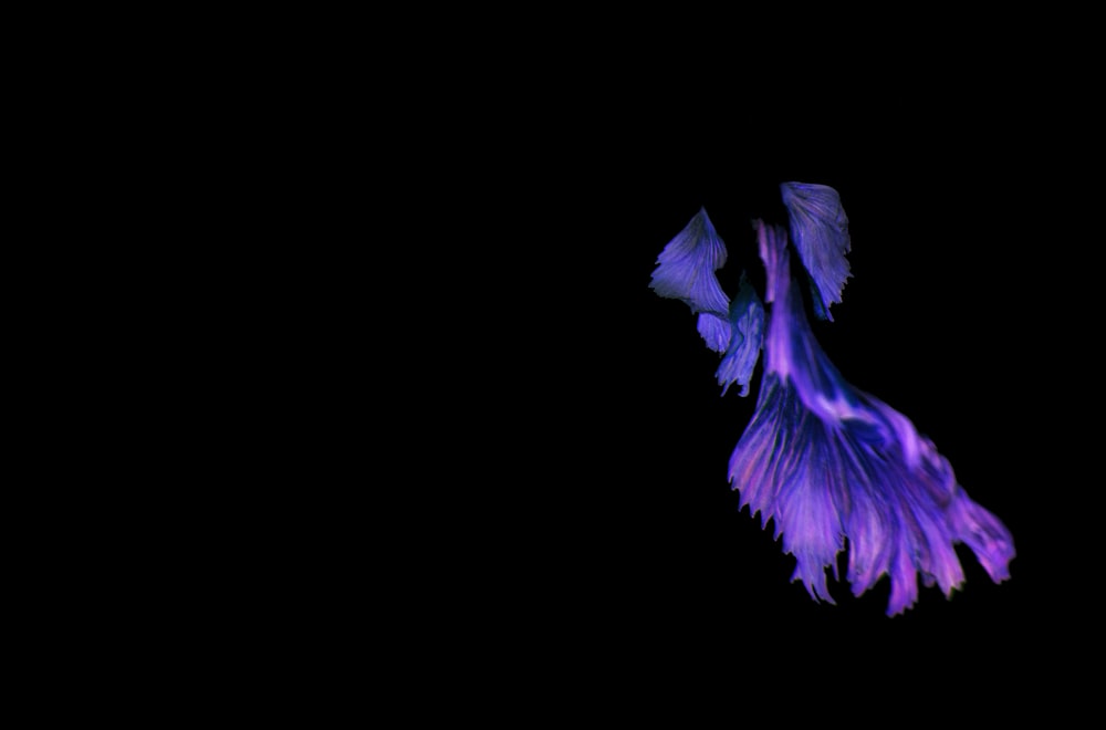 a purple bird flying through the dark sky