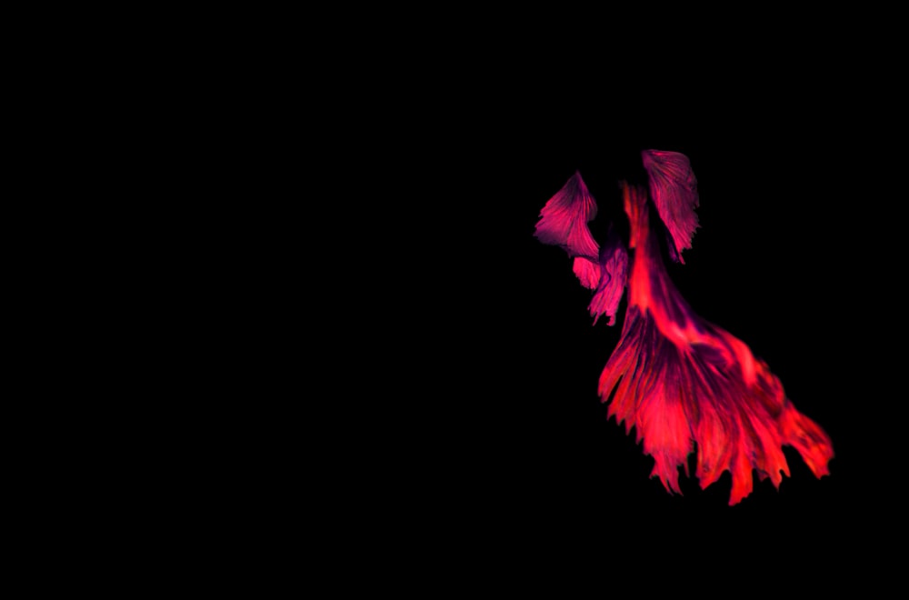 Ein roter Vogel, der mit ausgebreiteten Flügeln im Dunkeln fliegt