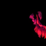 a red bird flying in the dark with its wings spread