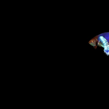 a blue and white fish in the dark