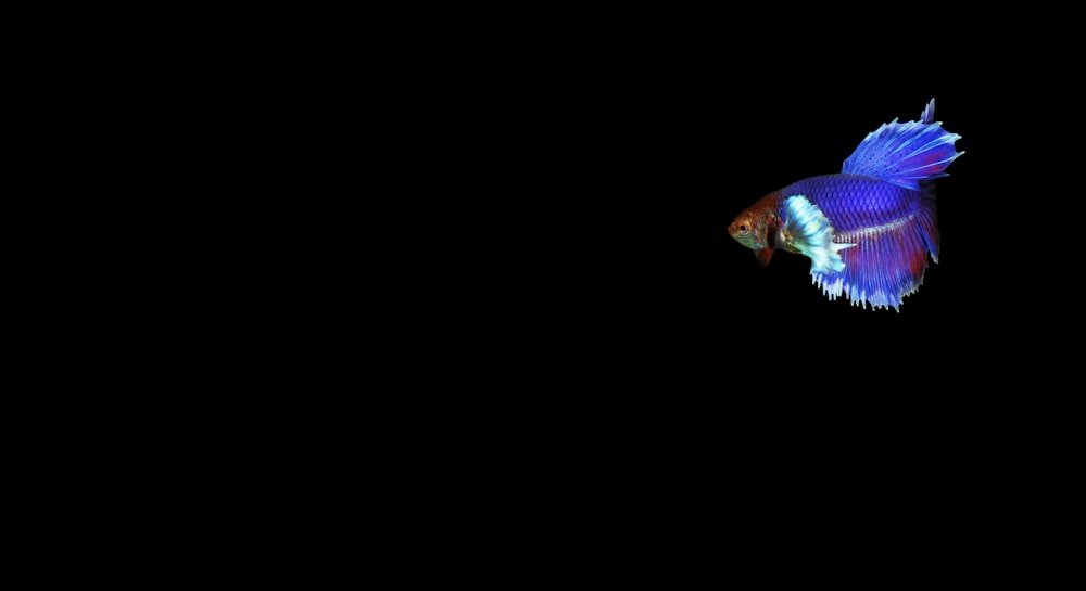 a blue and white fish in the dark