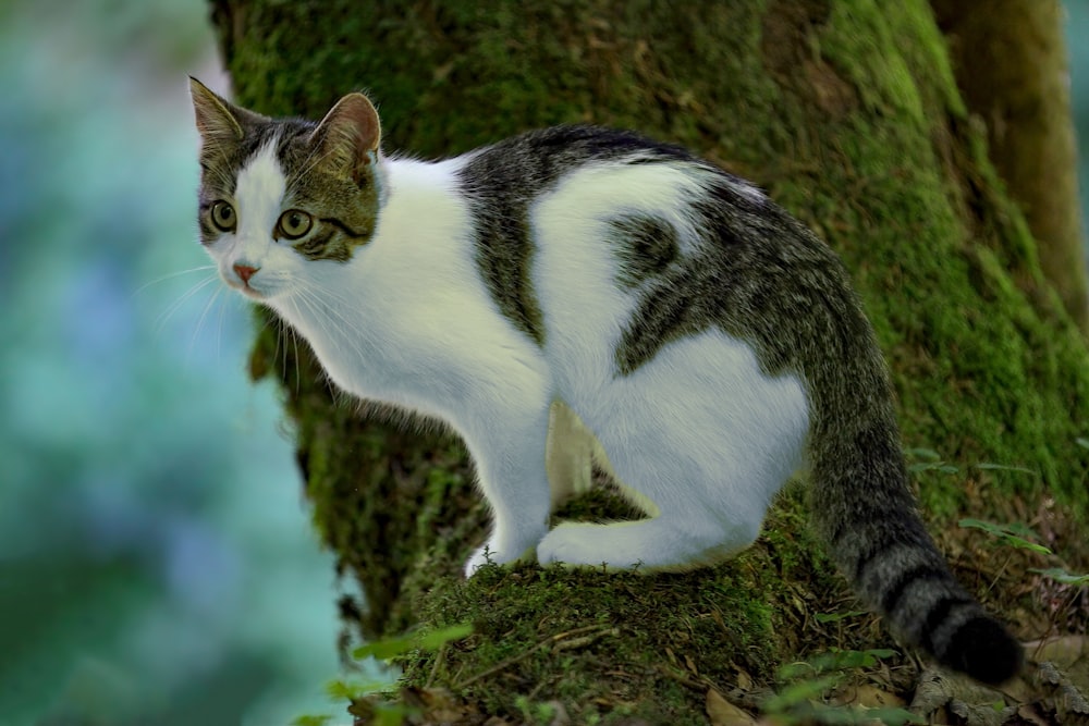 Un gato sentado en un tronco de árbol cubierto de musgo