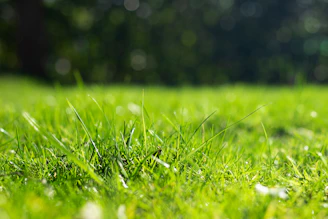 a close up of a grassy field with trees in the background