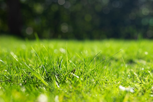 a close up of a grassy field with trees in the background