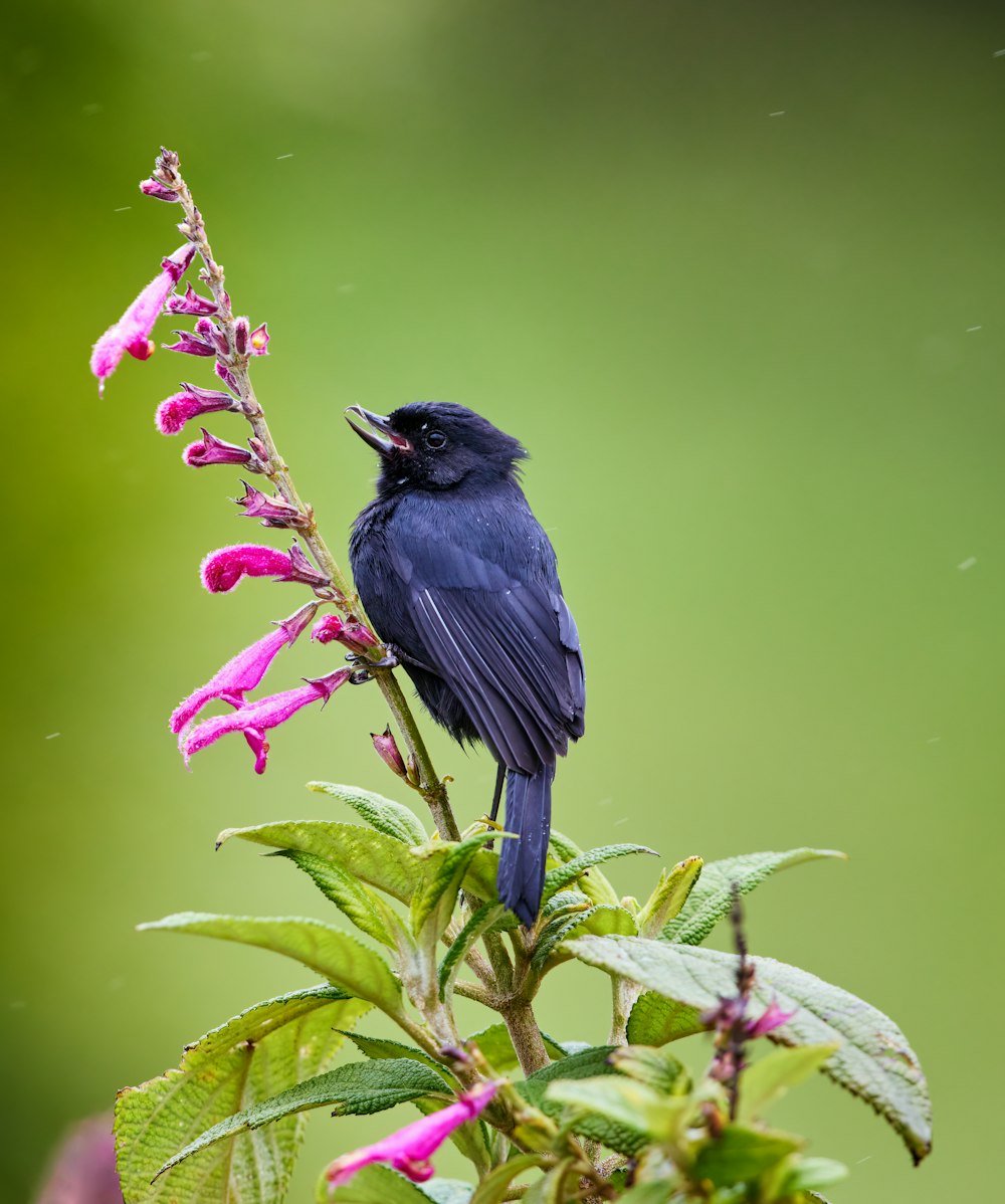 a black bird sitting on top of a purple flower