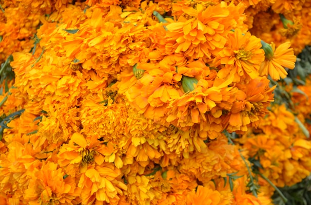 a bunch of yellow flowers with green stems