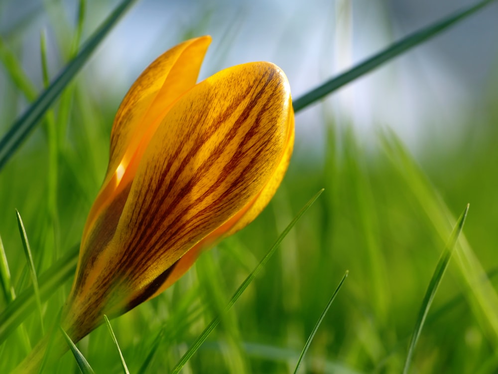 a close up of a flower in the grass