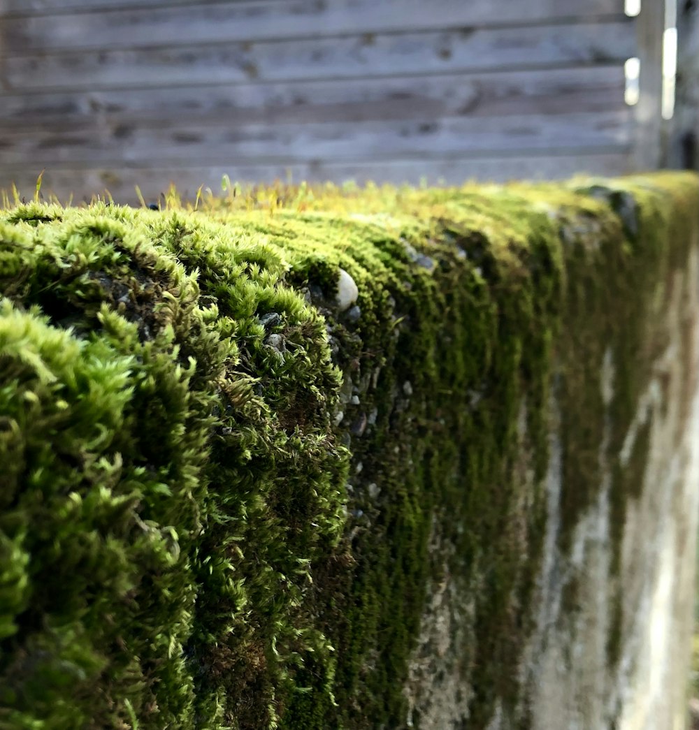a moss covered wall next to a building