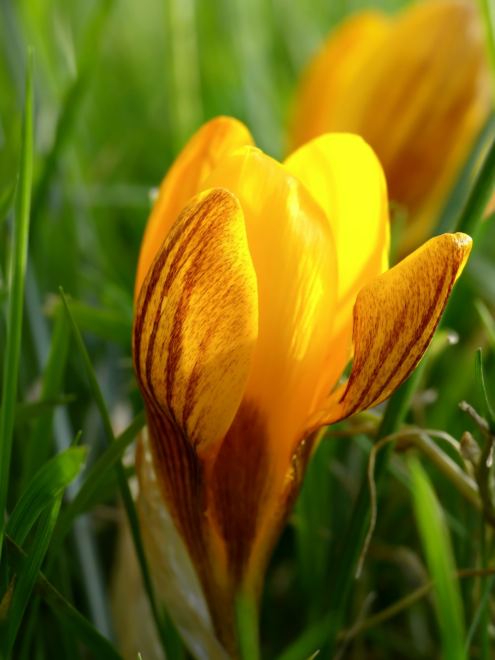 a close up of a yellow flower in the grass