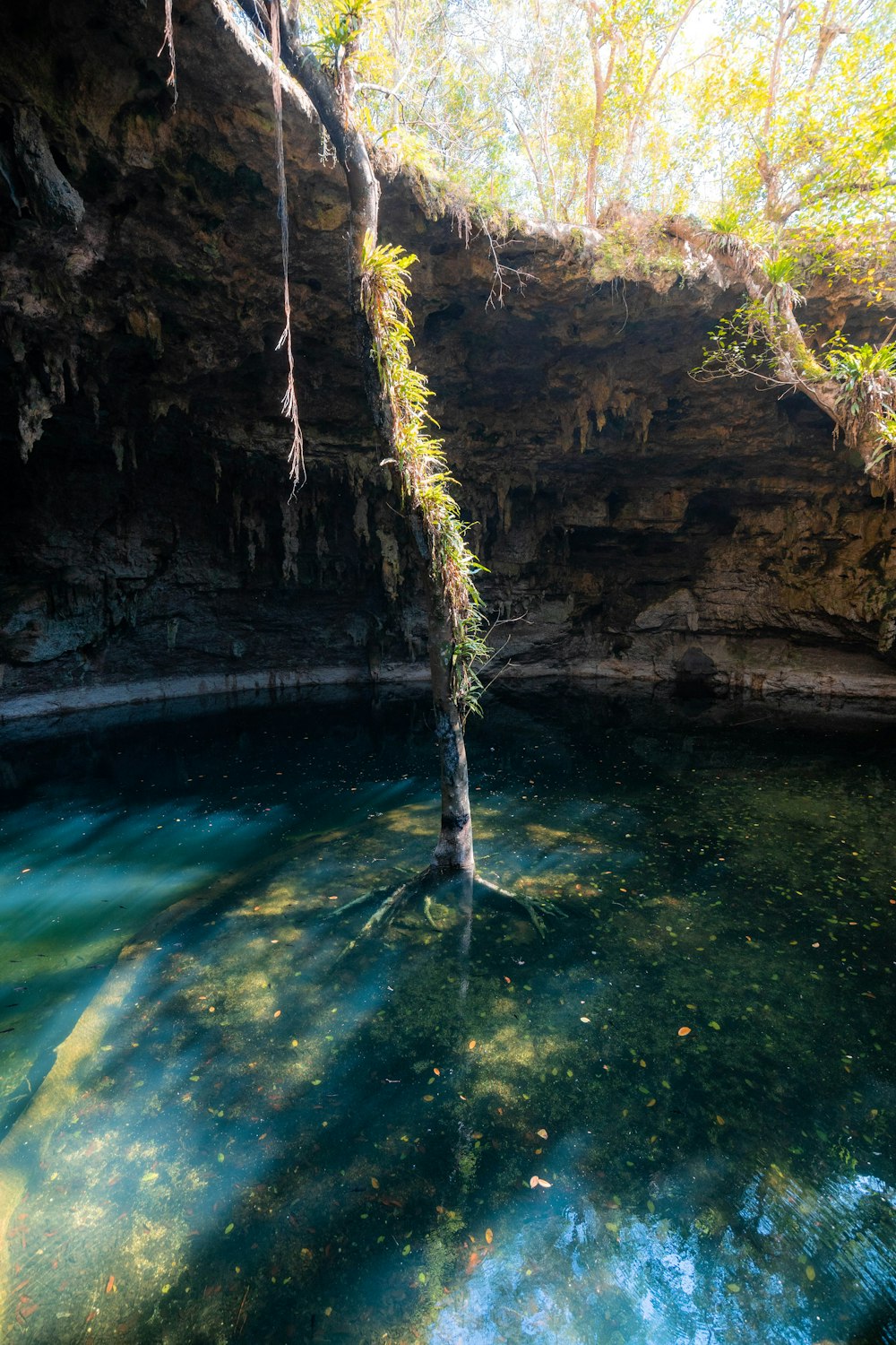 a tree in the middle of a body of water