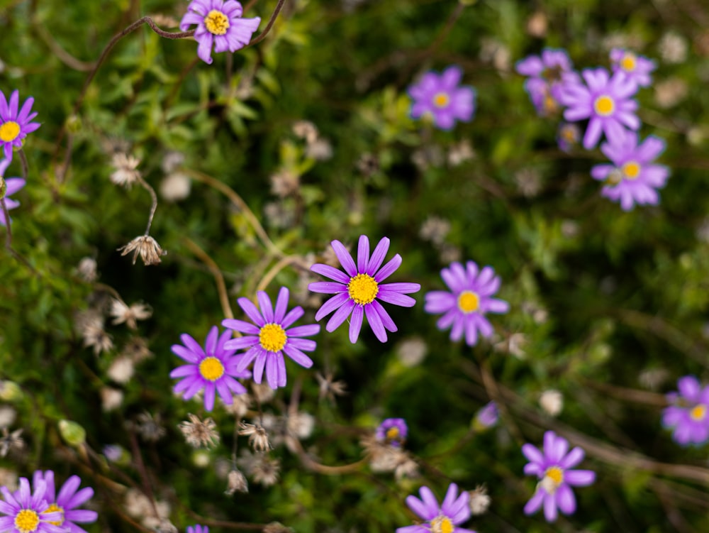 a group of purple flowers with yellow centers