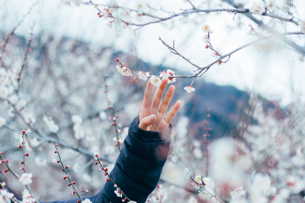 a person reaching up into a tree with white flowers