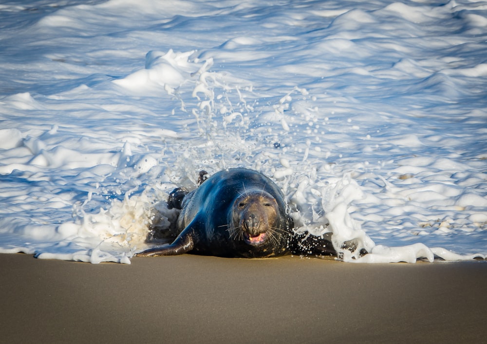 a seal laying on top of a sandy beach next to the ocean