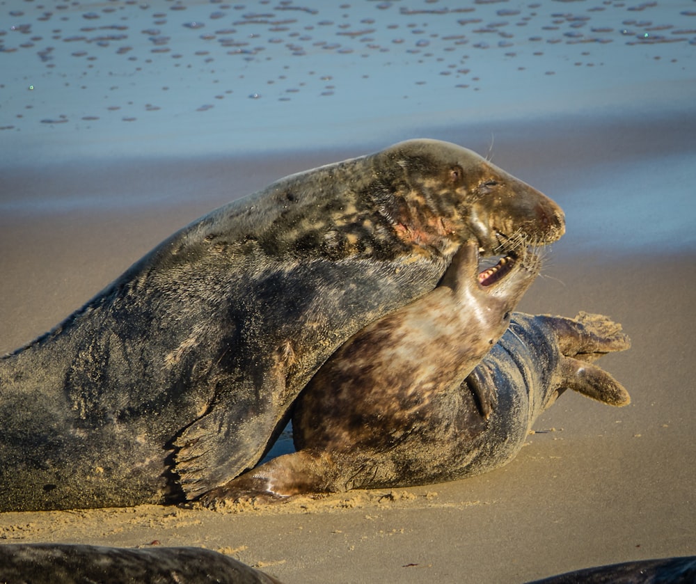 a couple of sea lions laying on top of a sandy beach