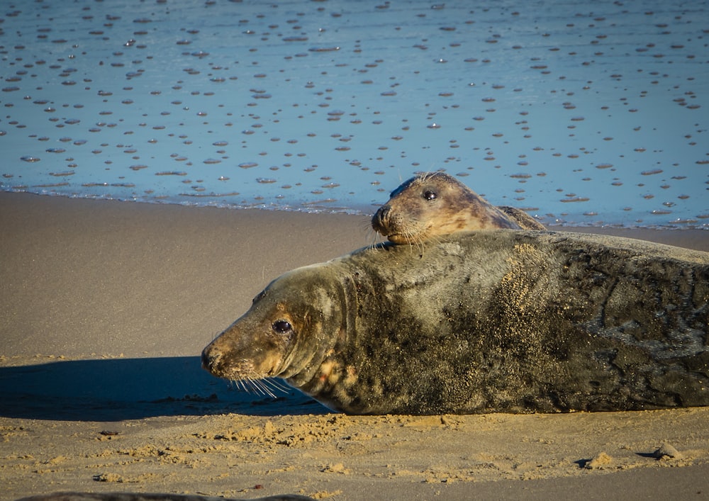 a seal located in a body of water