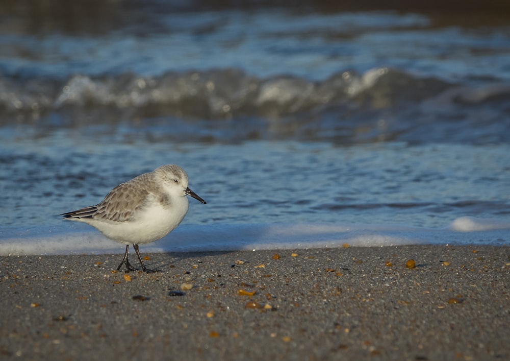 a bird standing on a beach