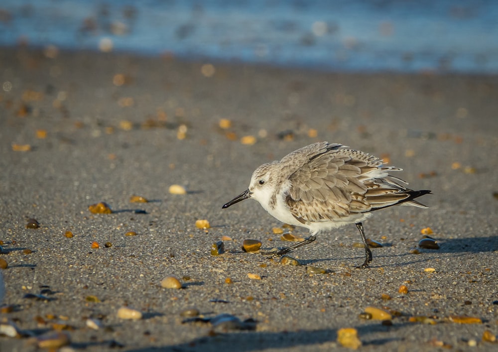 Ein kleiner Vogel steht auf einem Sandstrand