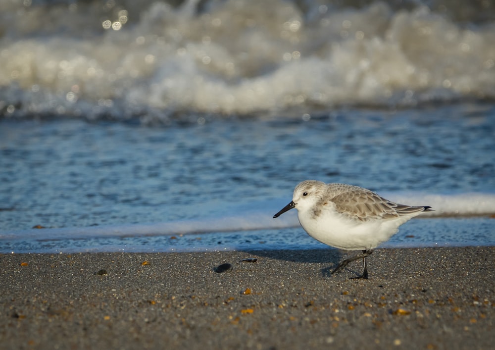 a bird standing on a beach