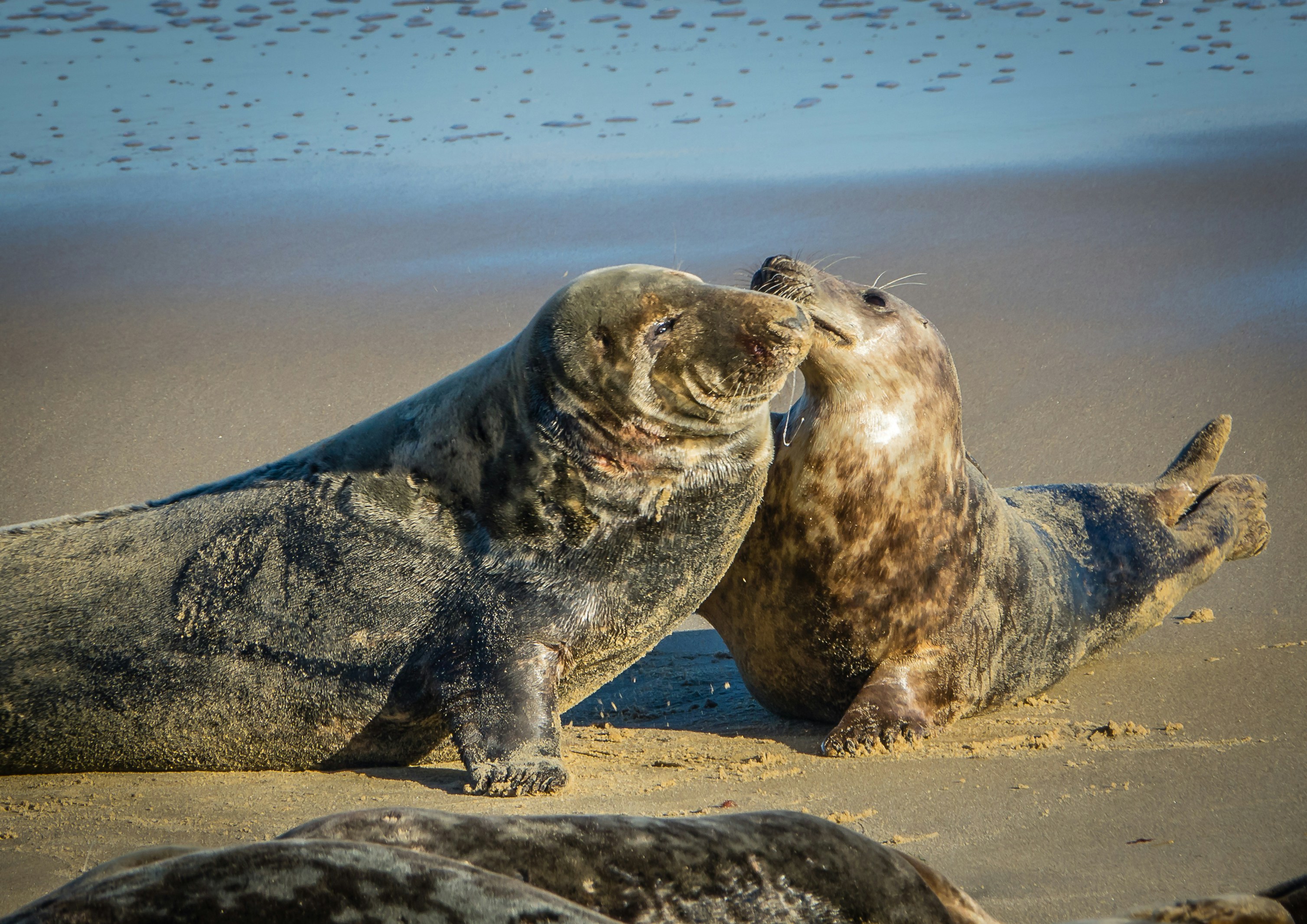 a couple of sea lions laying on top of a sandy beach