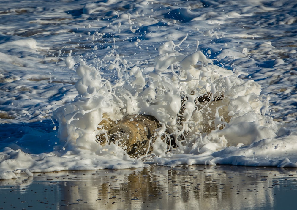a dog splashes water into the ocean