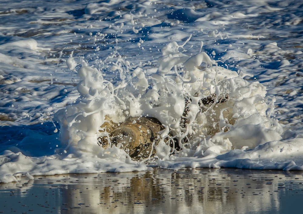 Un perro salpica agua en el océano