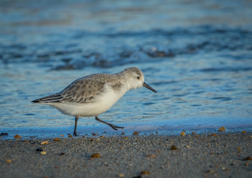 a small bird walking along a beach next to the ocean