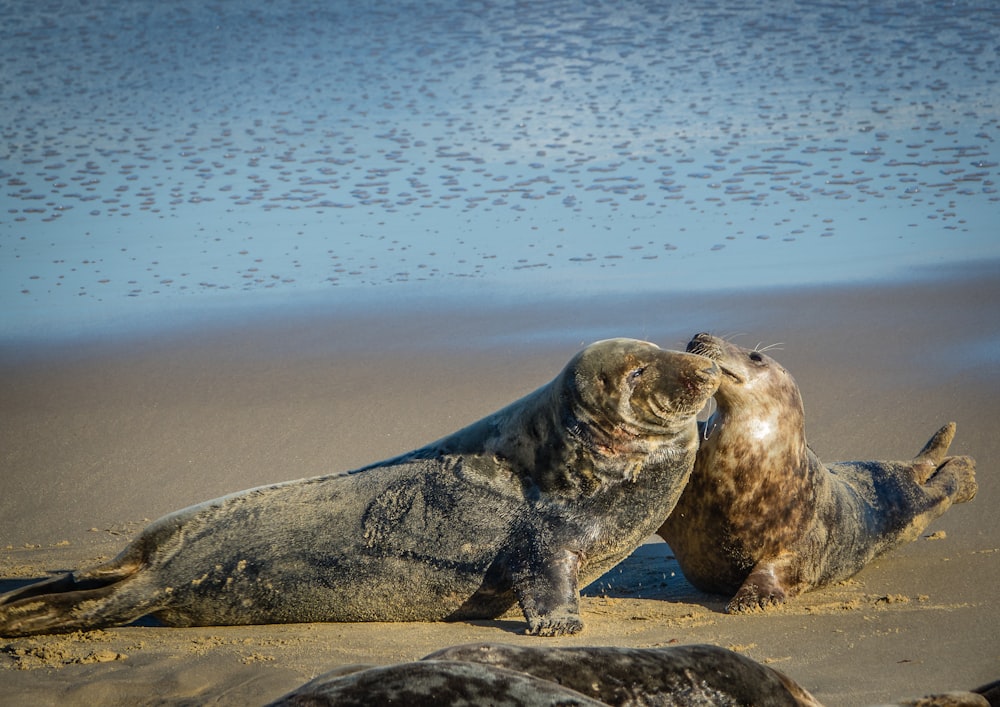 a couple of sea lions laying on top of a sandy beach