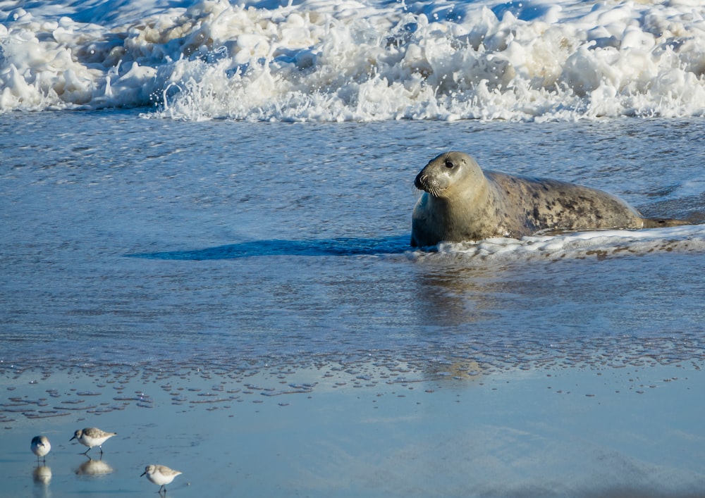 a seal is swimming in the water at the beach