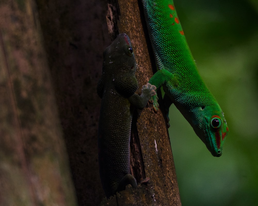 a close up of a lizard on a tree