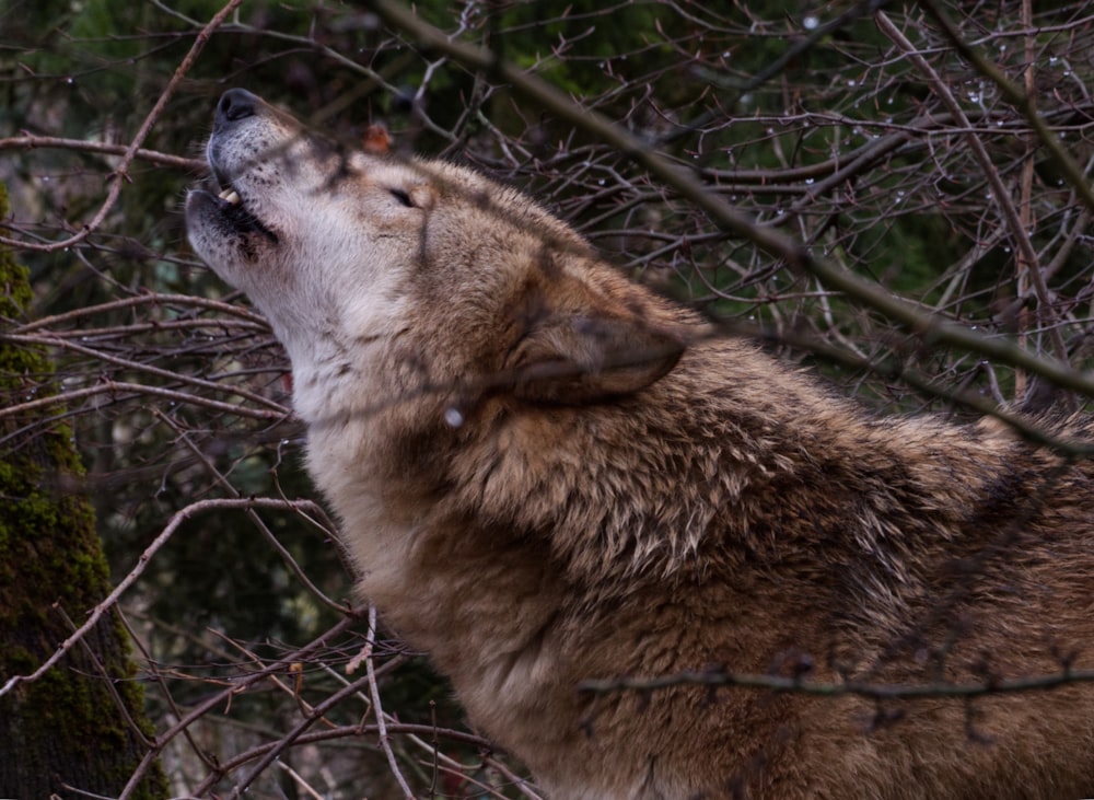 a wolf is looking up at the sky